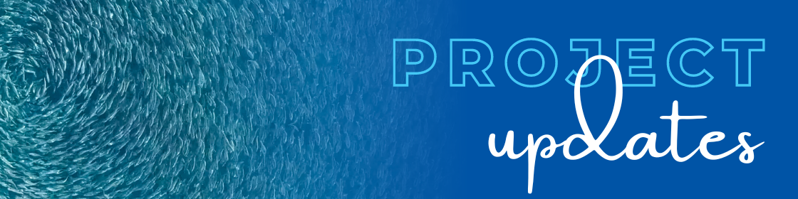 Project Updates 