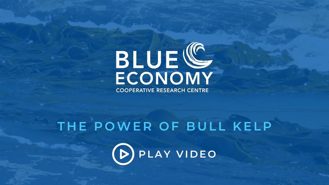 Copy of Copy of The Power of Bull Kelp