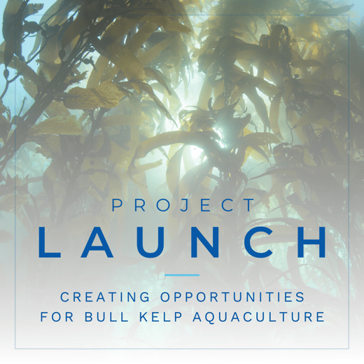 PROJECT LAUNCH - Creating opportunities for Bull Kelp aquaculture